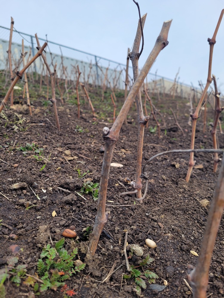 Young grape vines in fresh soil.
