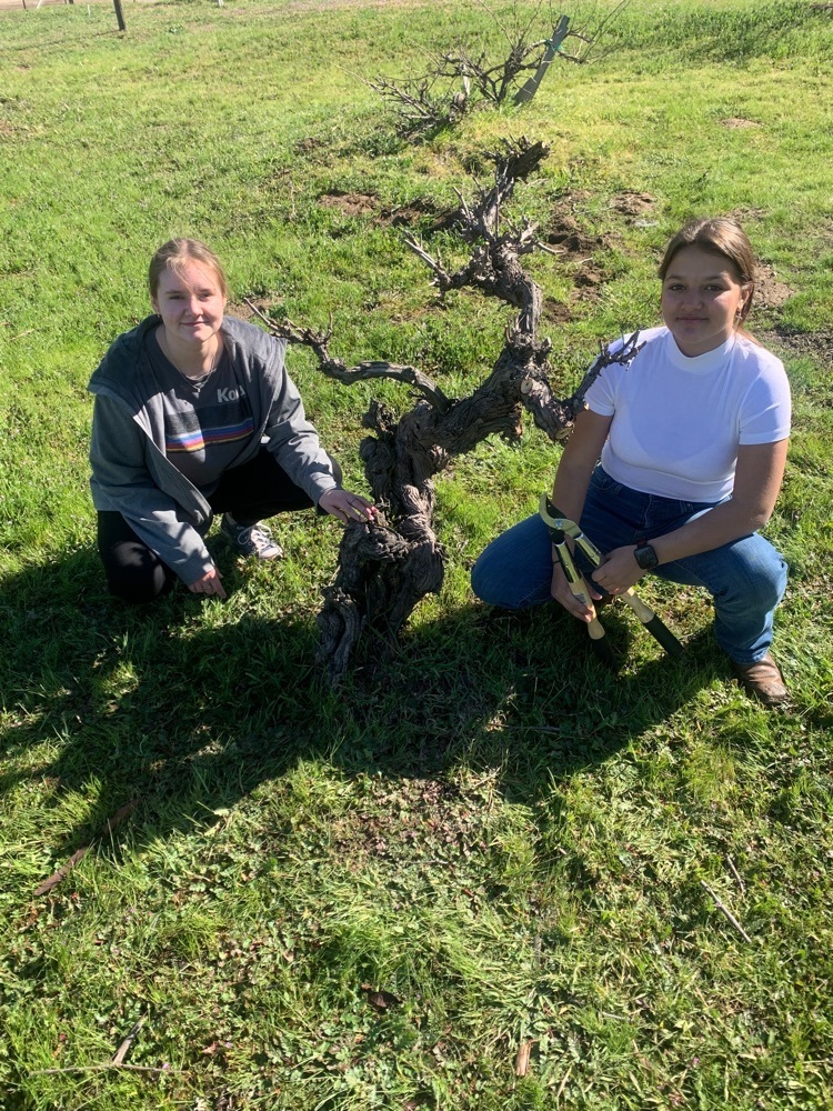 pruning field trip for ag chem students was a good time 